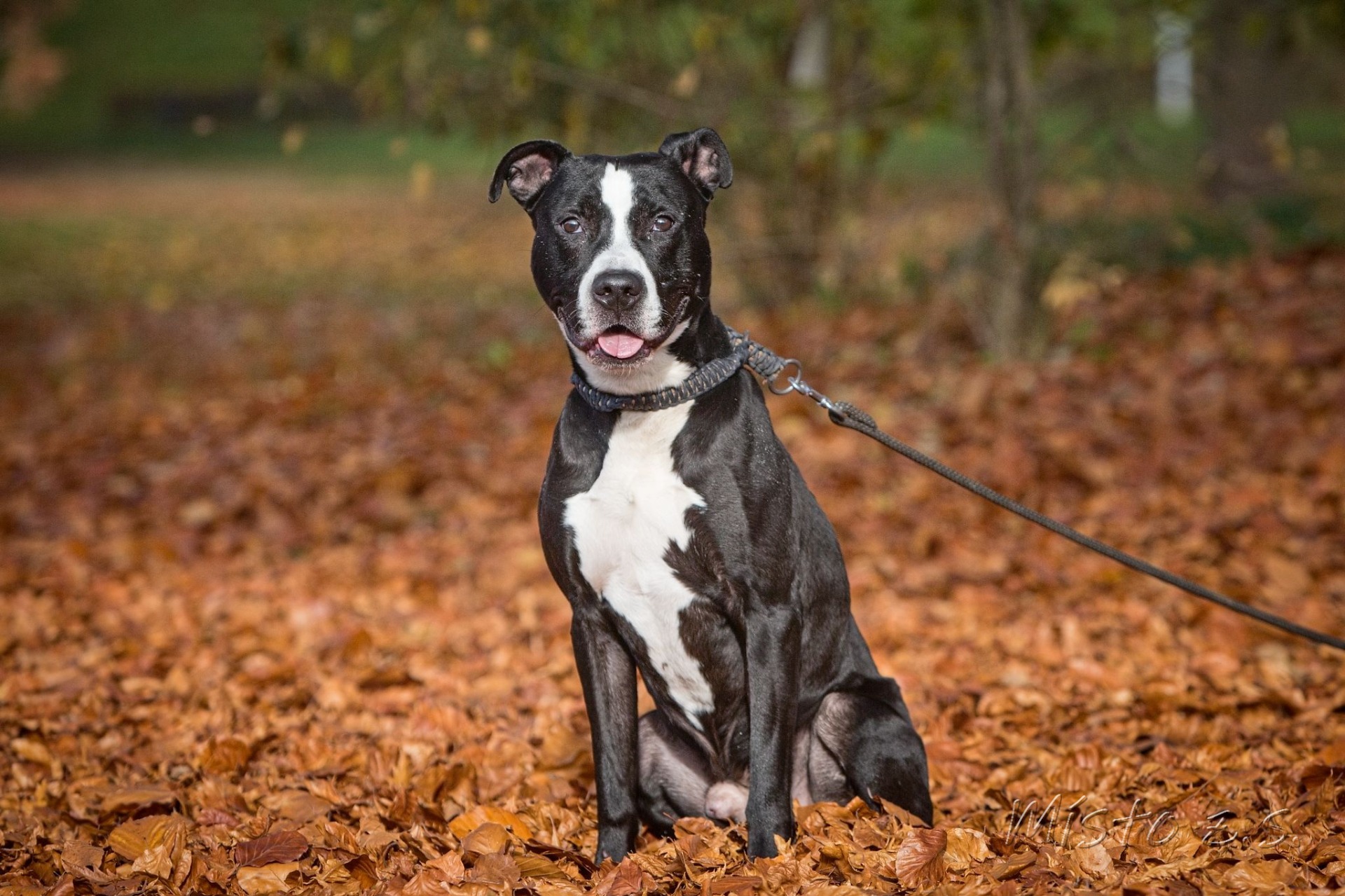 Charlie, 6 let