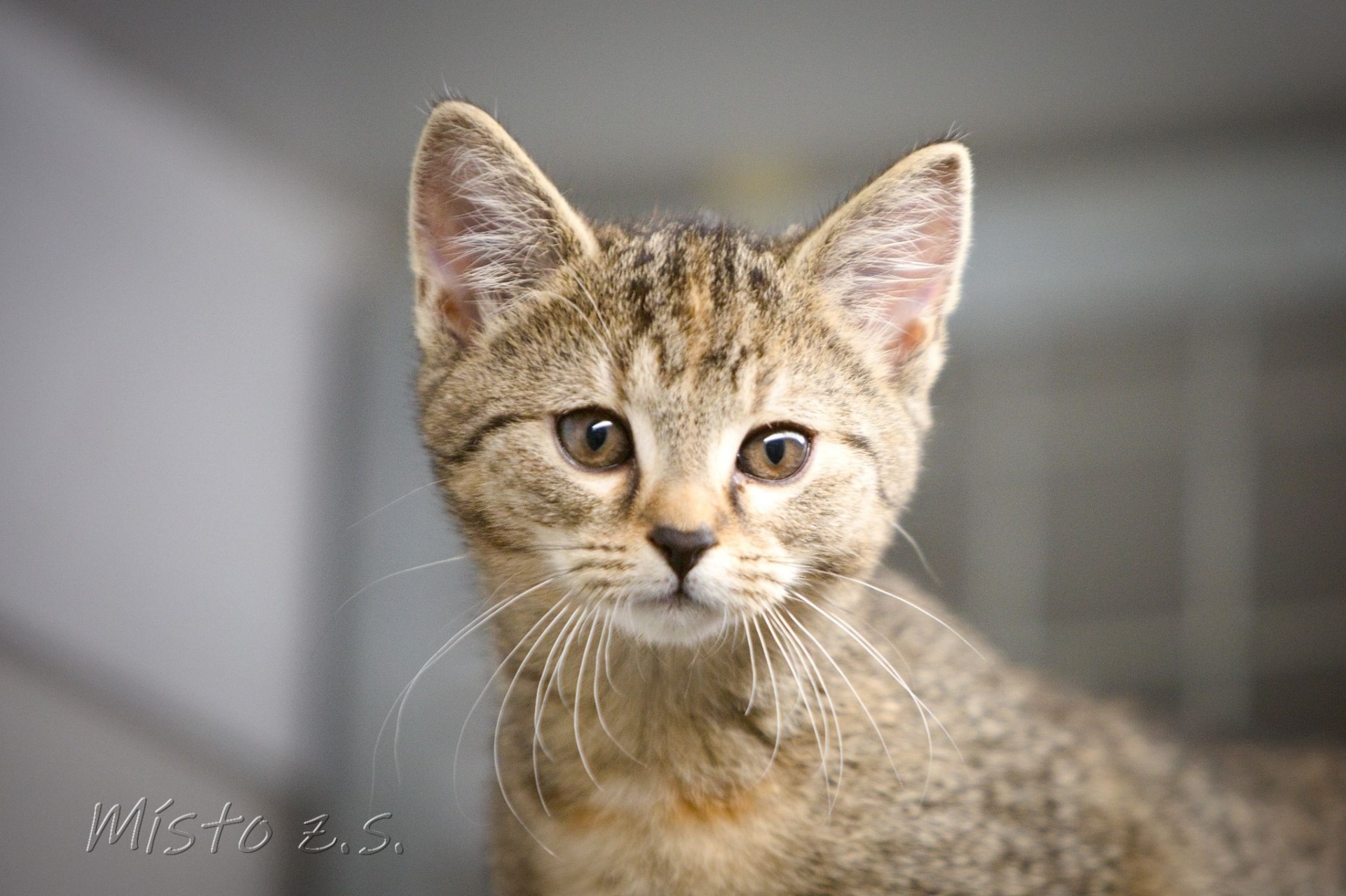 Charlotka našla domov